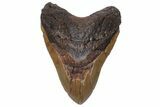 Huge, Fossil Megalodon Tooth - North Carolina #235523-1